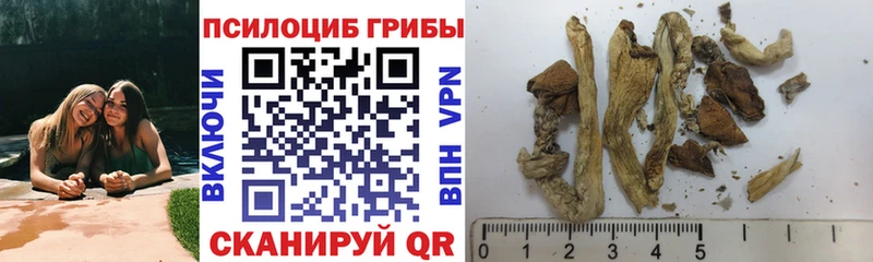 Галлюциногенные грибы Psilocybine cubensis  Купить закладки  Белогорск 